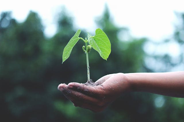 育成をイメージした植物の苗