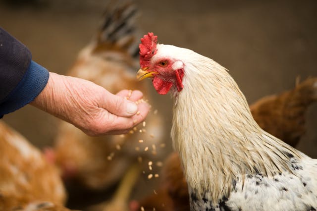 畜産農業分野の鶏飼育