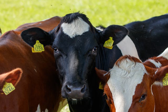 畜産農業分野の牛飼育