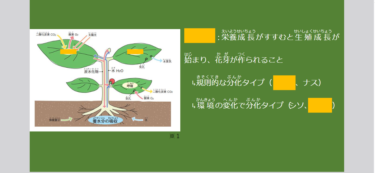 植物の図を用いたワークシート