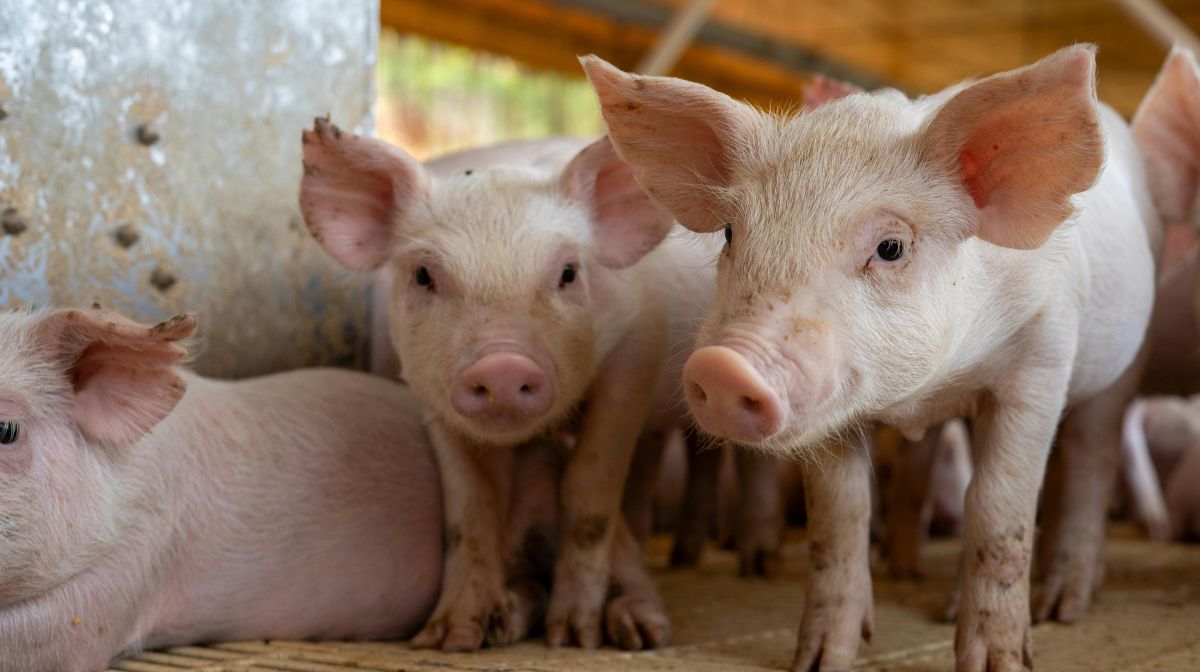畜産農業分野の豚飼育
